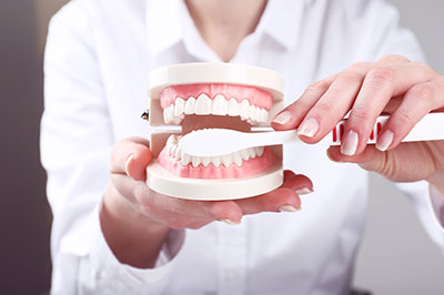 A person holding a model of human teeth and gums, displaying dental hygiene tools.